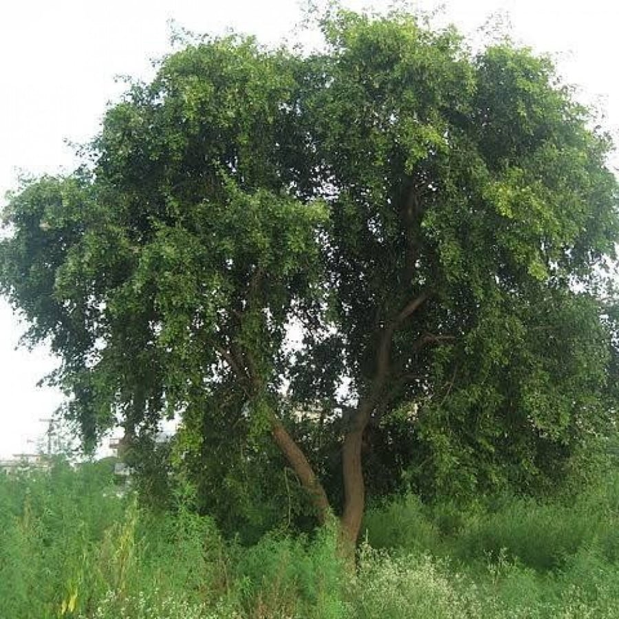Seeds of the Sissoo tree