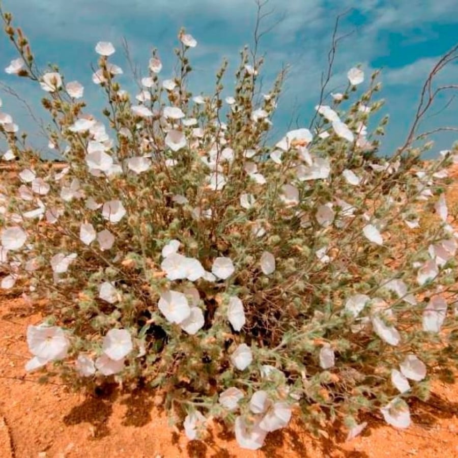 بذور عشبة الرخامى ( Convolvulus buschiricus )