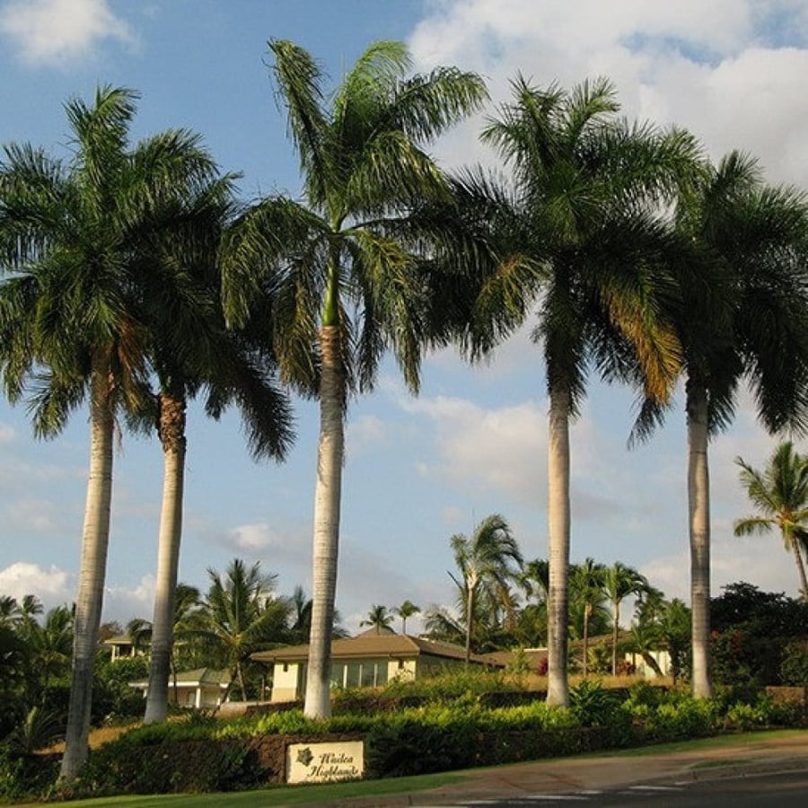 بذور النخيل الملوكي ( Roystonea regia )