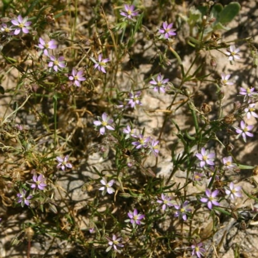 seeds of Spergularia diandra