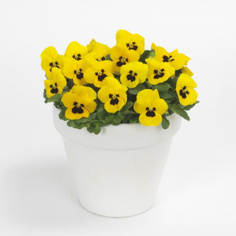 بذور زهرة بانسي الصفراء - بنفسج الثالوث ( Viola x wittrockiana )