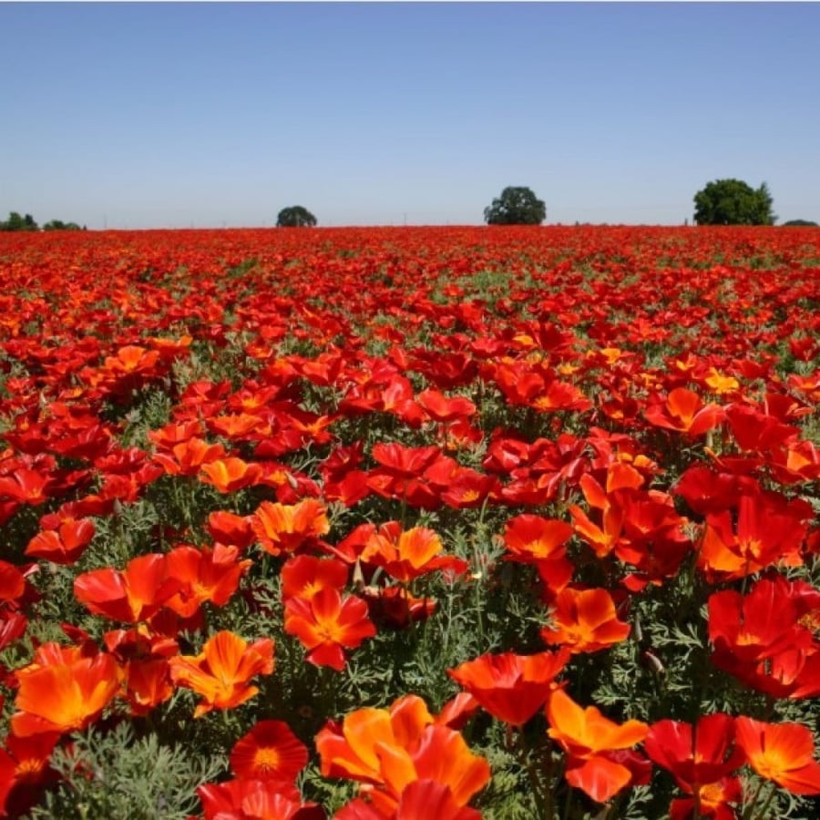بذور زهور ديدحان كاليفورنيا الأحمر ( Eschscholzia californica )