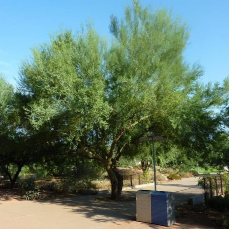 بذور شجرة السرسيديوم - باركنسونيا فلوريدا ( Parkinsonia florida )