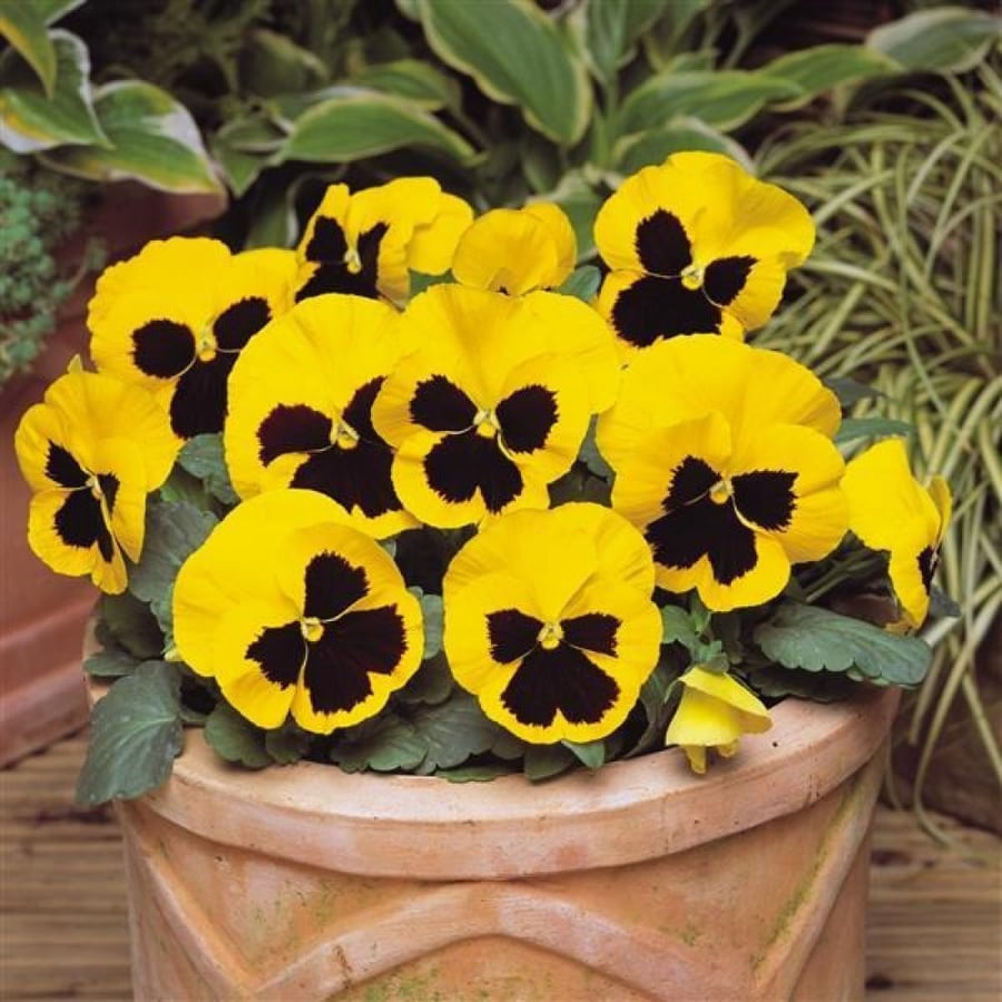بذور زهرة بانسي الصفراء - بنفسج الثالوث ( Viola x wittrockiana )