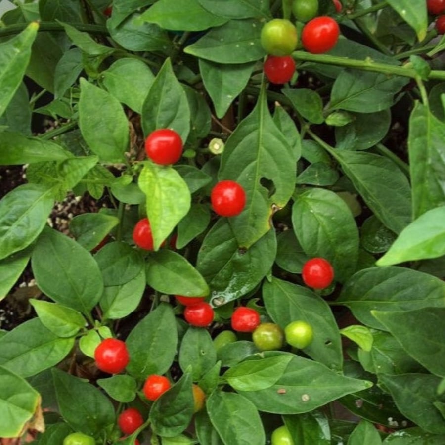 Red cherry pepper seeds