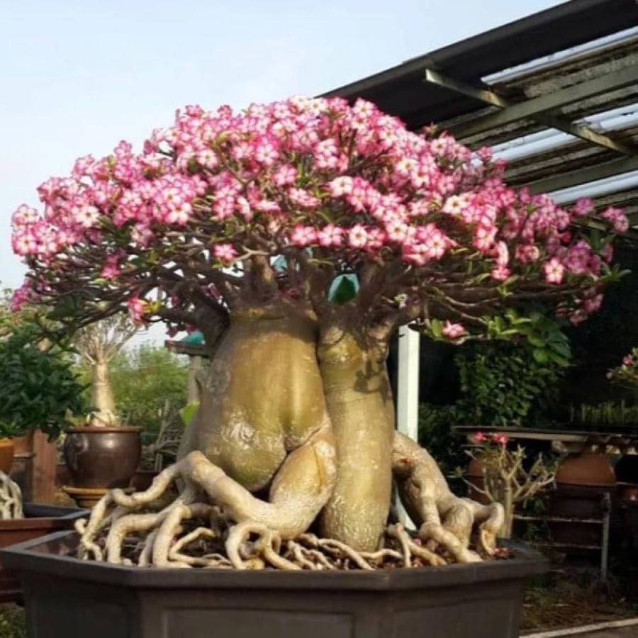 بذور العدنة الادينيوم Adenium obesum