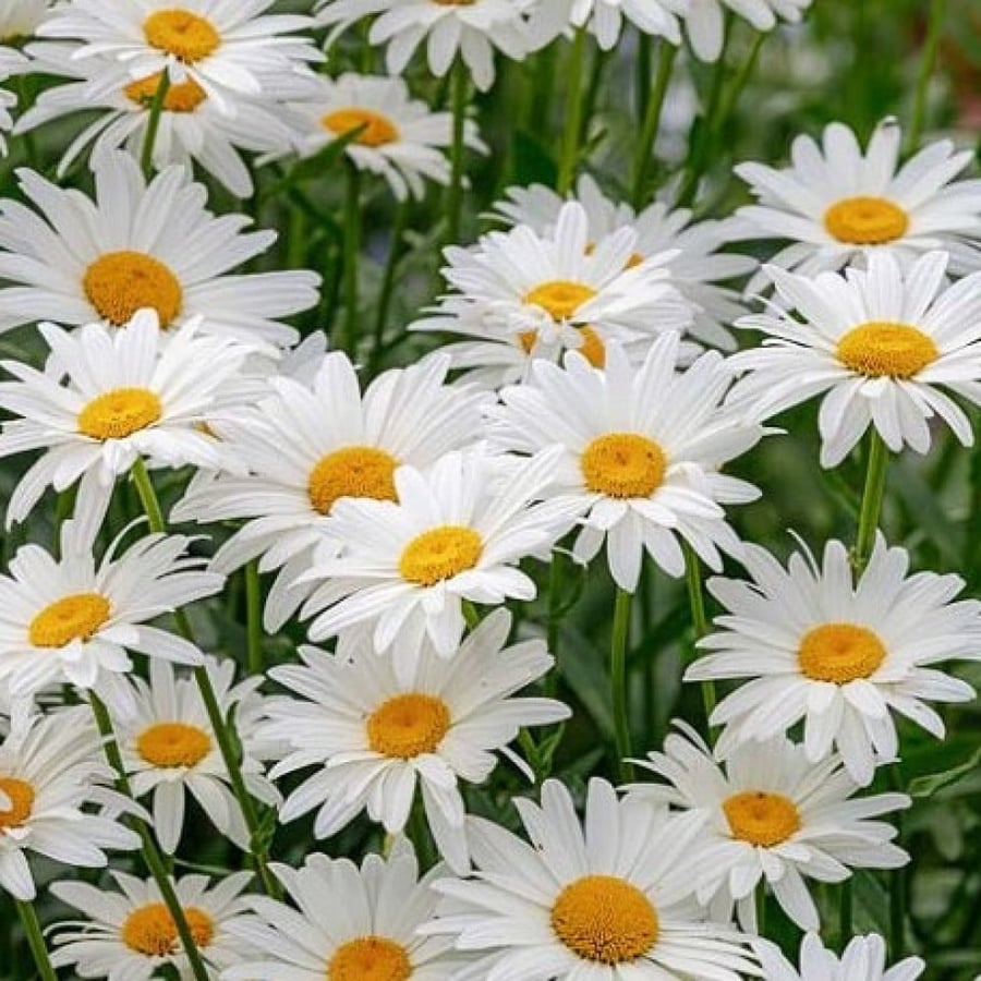 seeds of Leucanthemum vulgare