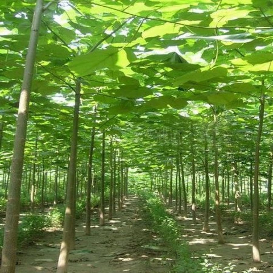 بذور شجرة باولونيا الصينية ( Paulownia elongata )