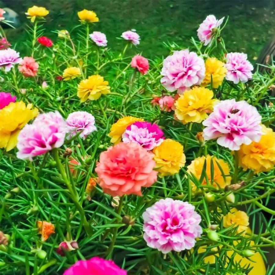بذور رجلة الزهور - بورتولاكا ( portulaca grandiflora )