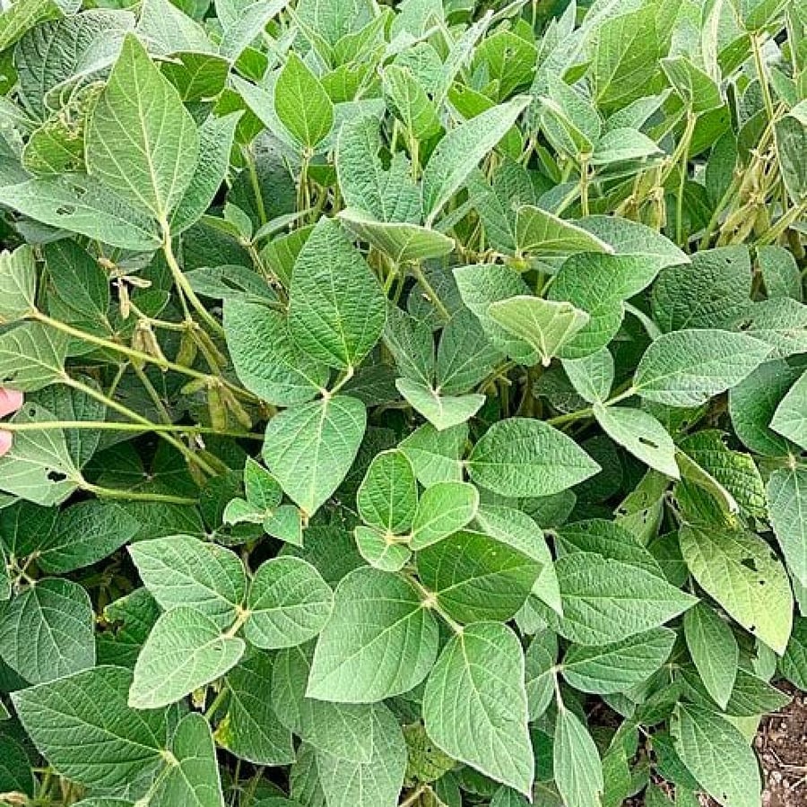 seeds of Glycine max