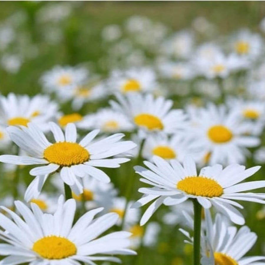 Leucanthemum flower seeds