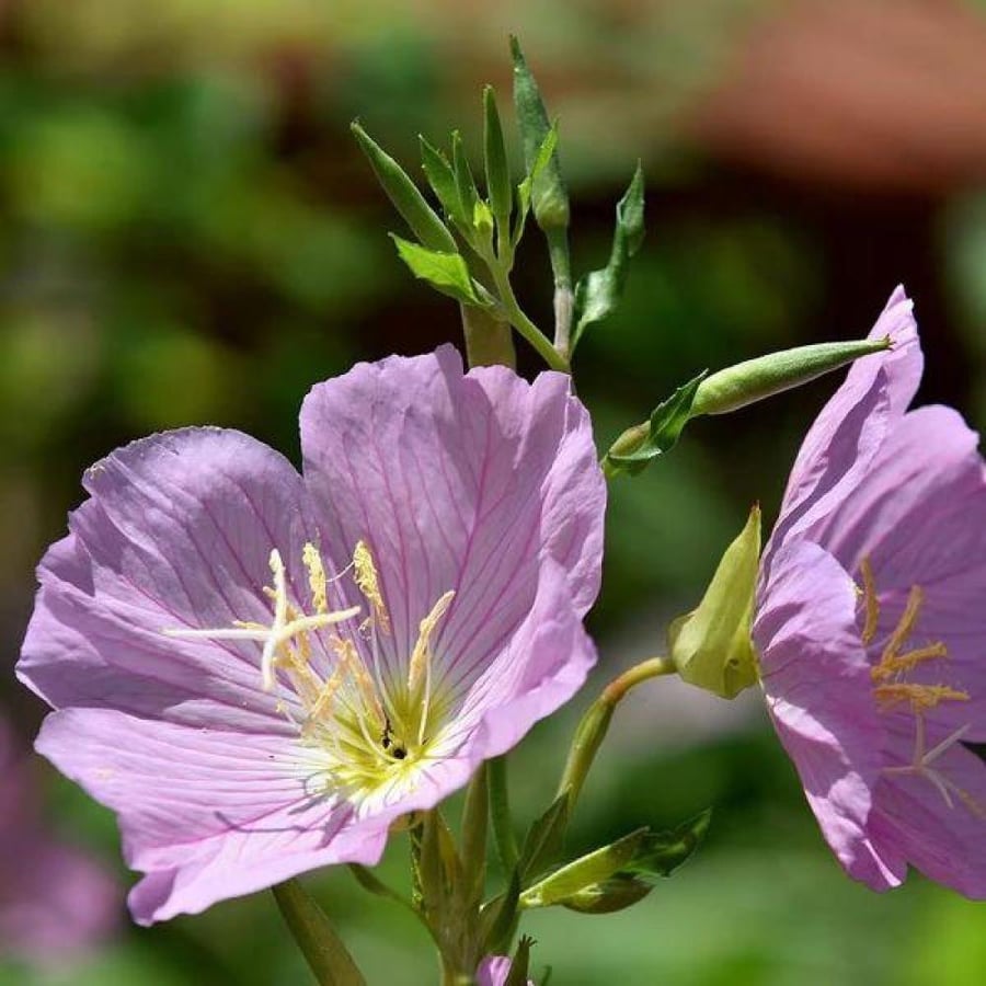 بذور زهور الربيع المسائية ( Oenothera speciosa )