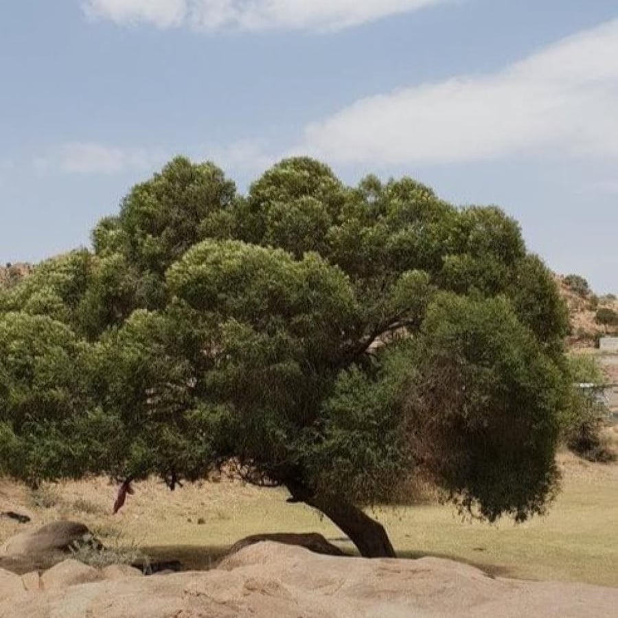 بذور شجرة العتم الزيتون البري Olea europaea L
