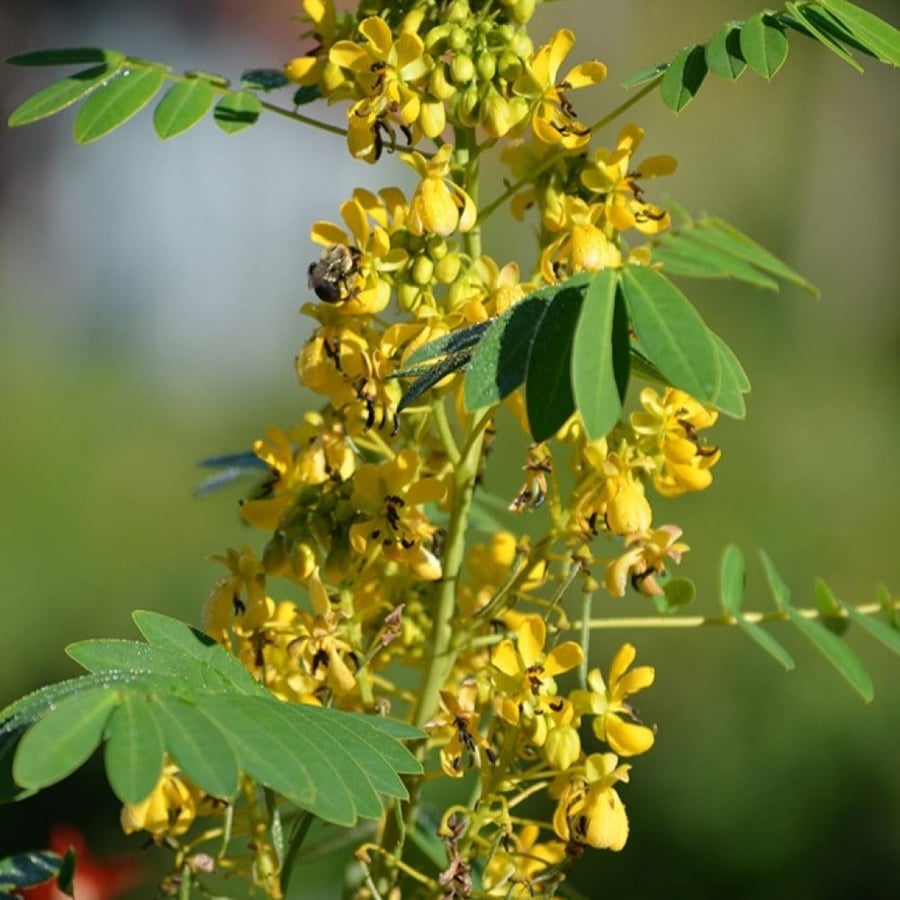 أزهار شجيرة كاسيا أوكدنتاليس Senna-occidentalis