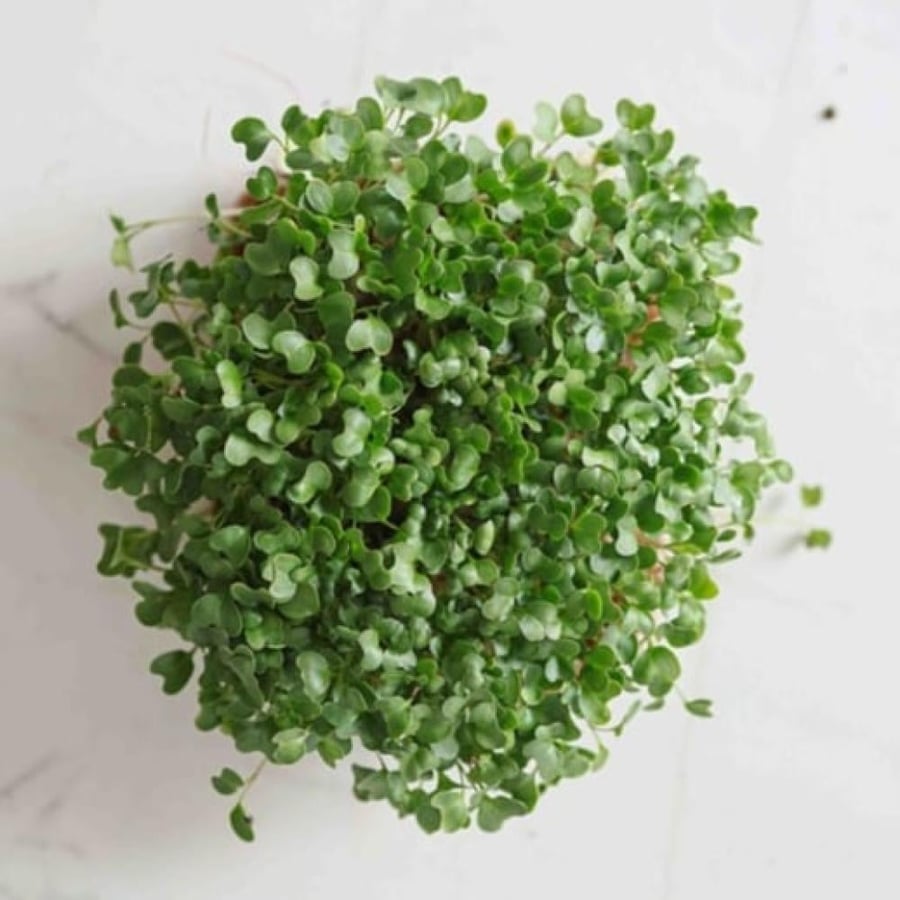 بذور براعم البروكلي الاخضر - ميكروجرين ( Brassica oleracea )