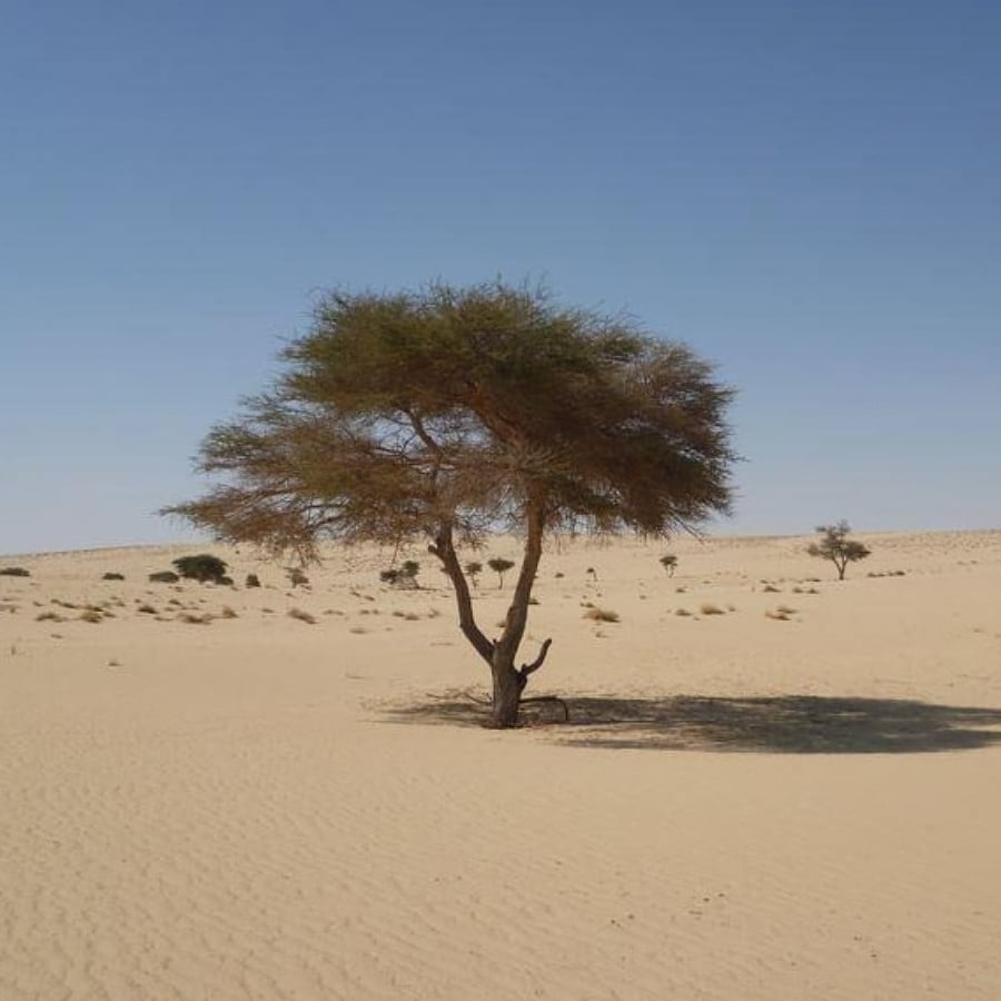 African Acacia seeds - Al-ashbahaan - Raddiana (Acacia raddiana)