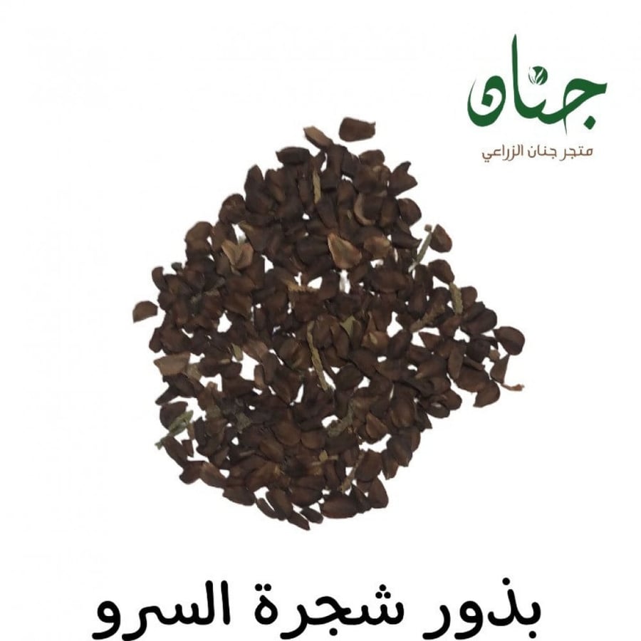 بذور‬ ‫السرو البلدي‬ ‫( Cupressus )