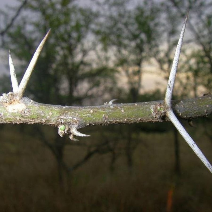 African Acacia seeds - Al-ashbahaan - Raddiana (Acacia raddiana)
