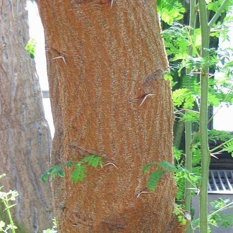Red Seyal Acacia seeds