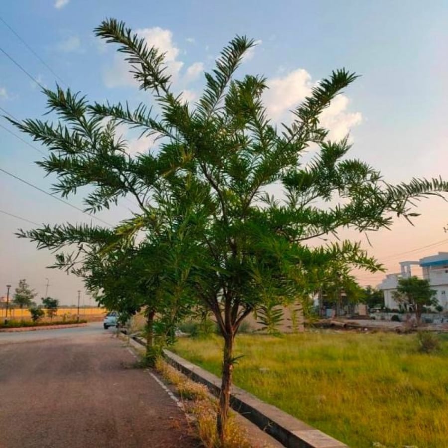 بذور التوت الهندي املا