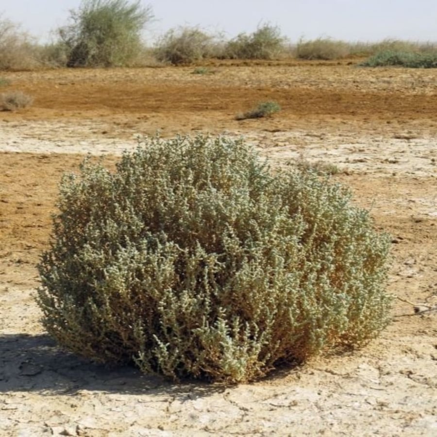 بذور شجيرة الفرس Salsola tetrandra Forssk