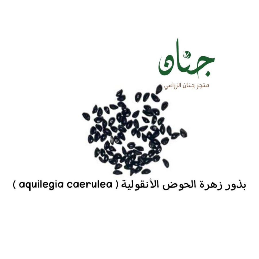 بذور زهرة الحوض الانقولية aquilegia caerulea