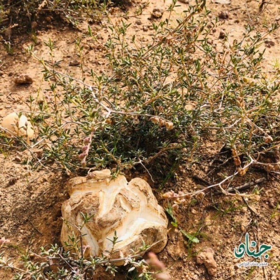 بذور رقروق قصيص خضر جمله كميات