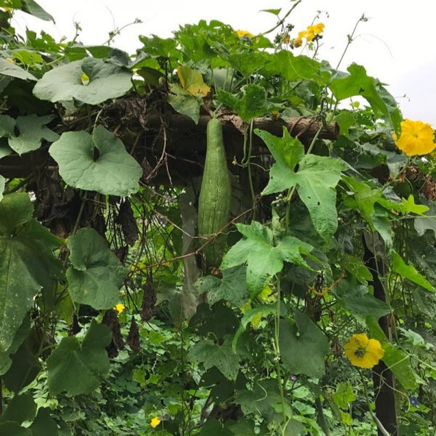 Luffa seeds