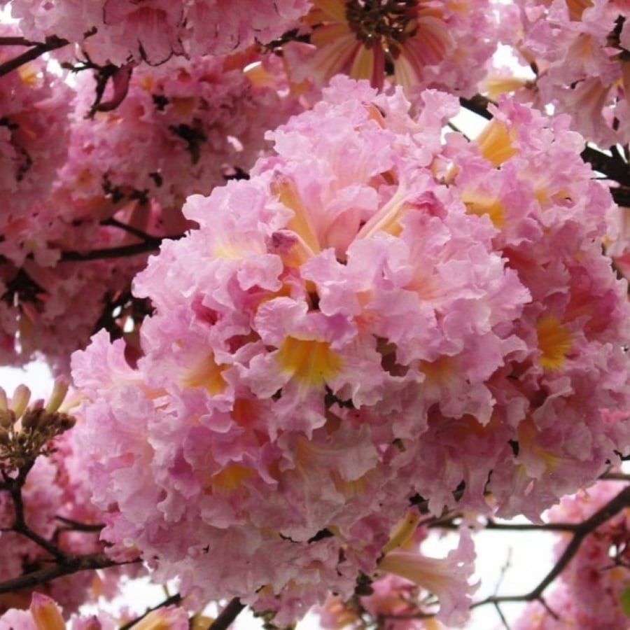 زهور Tabebuia rosea