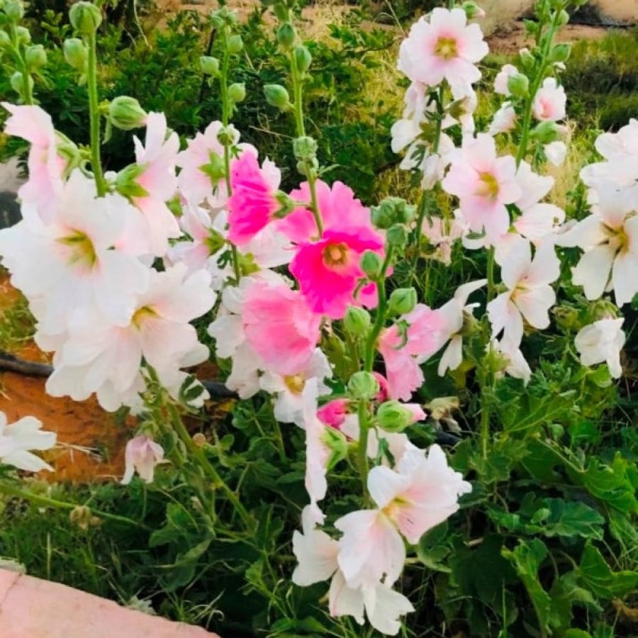 بذور زهور الختمية الملونة ( Althaea )