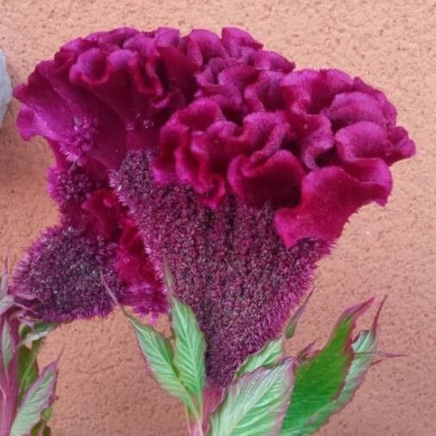 زهرة عرف الديك سيلوزيا كريستاتا Celosia Argenta