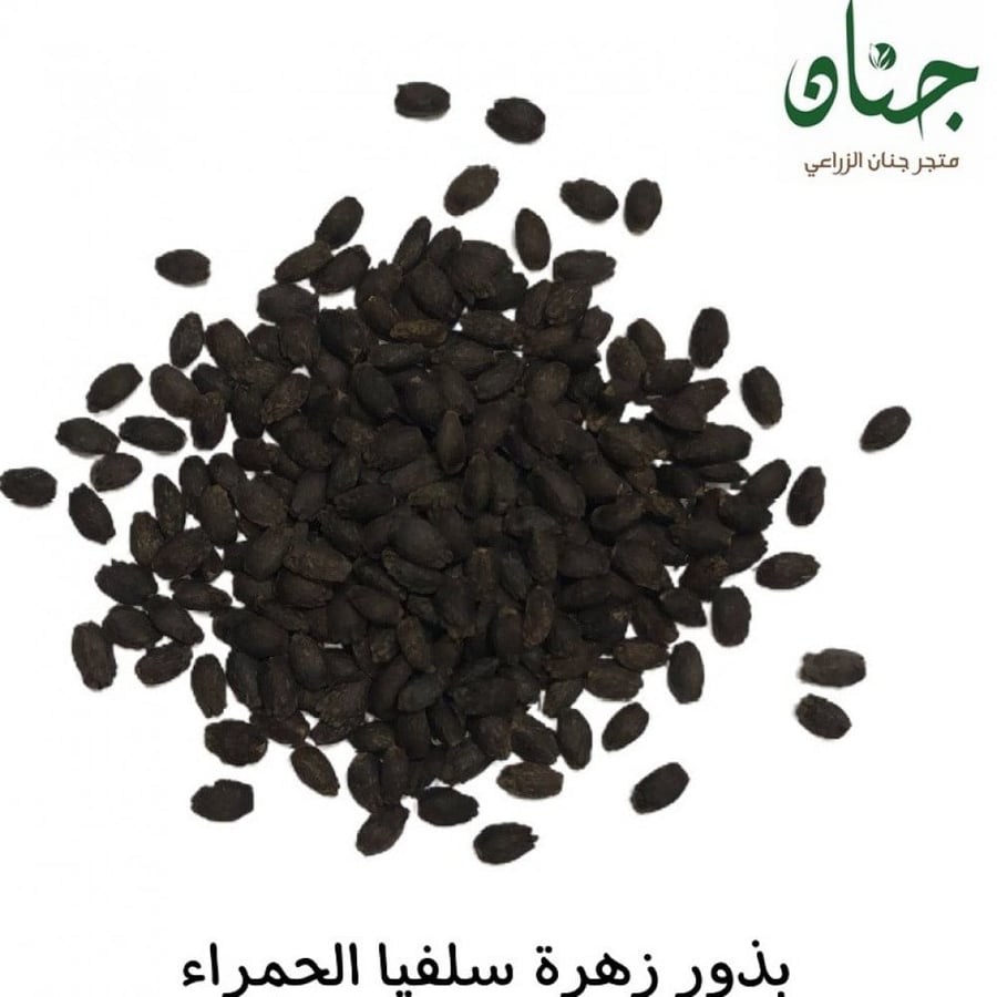 بذور زهرة سلفيا الحمراء