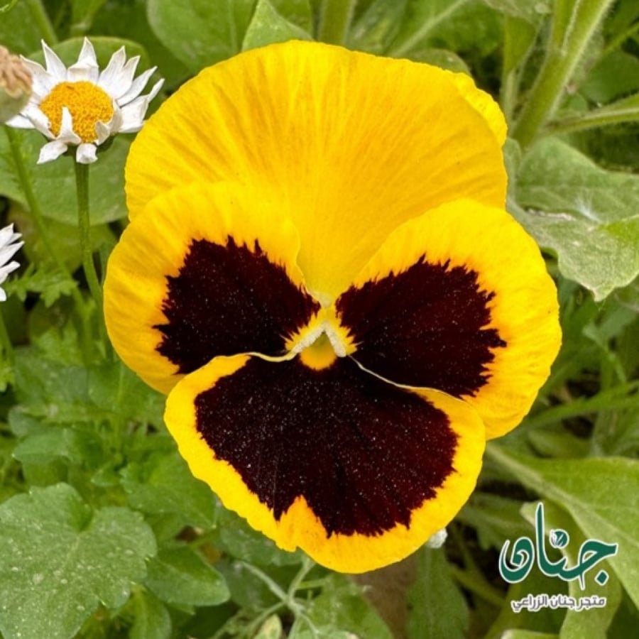 بذور زهرة بانسي الصفراء - بنفسج الثالوث ( Viola x wittrockiana )