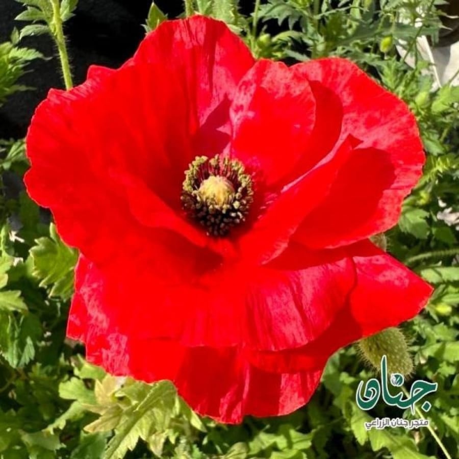 بذور الديدحان الأحمر - شقائق النعمان ( Papaver glaucum )