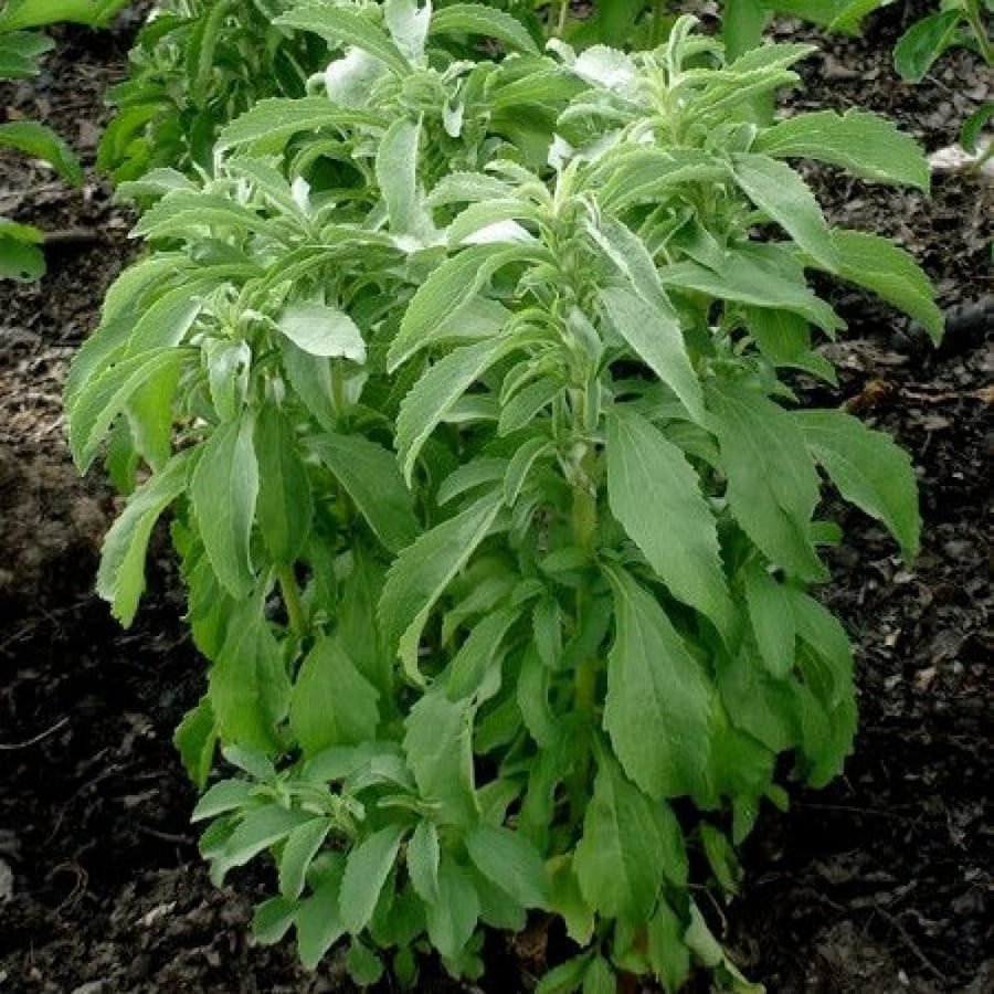 Stevia rebaudiana seeds