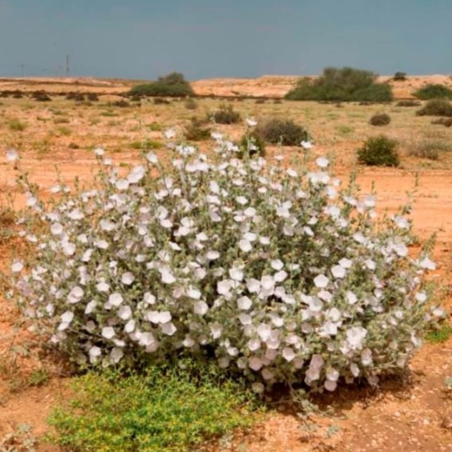 نبات الرخامى