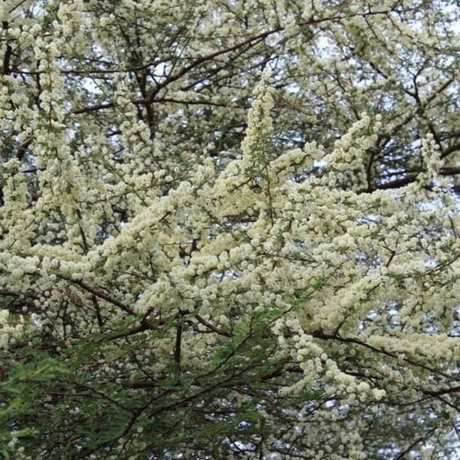 African Acacia seeds - Al-ashbahaan - Raddiana (Acacia raddiana)