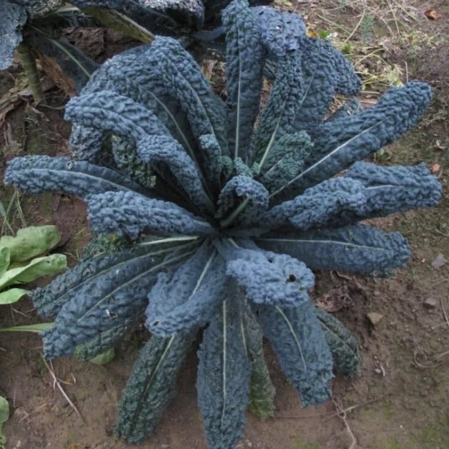 seeds of Brassica Oleracea