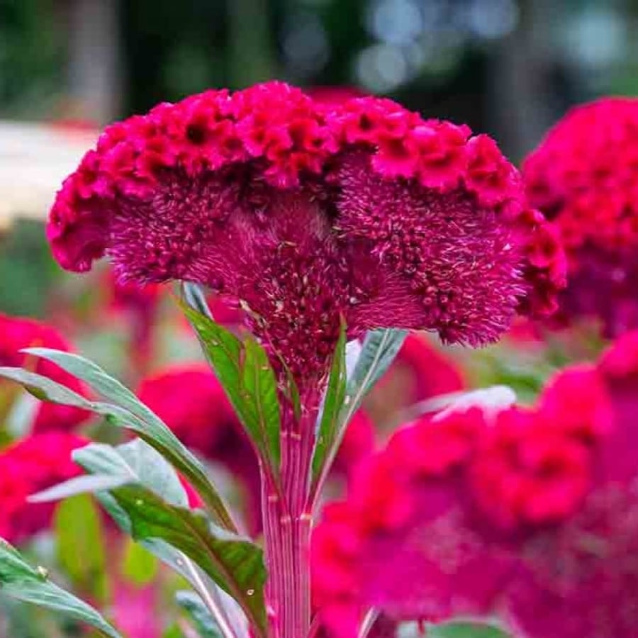 بذور زهرة عرف الديك - سيلوزيا كريستاتا (  Celosia cristata )