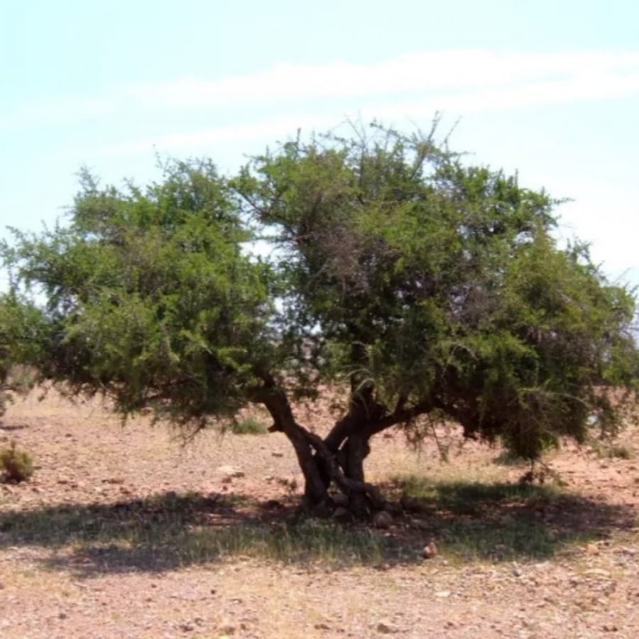 شجرة العرن العرتن الظمخ السماق