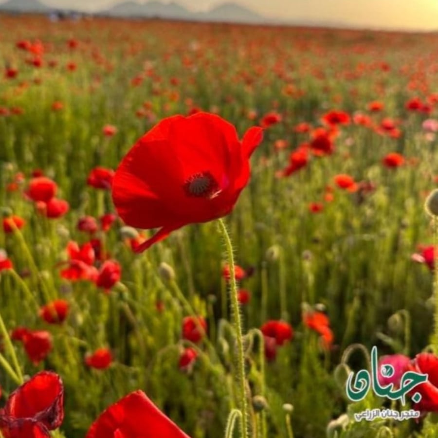 بذور الديدحان الأحمر - شقائق النعمان ( Papaver glaucum )
