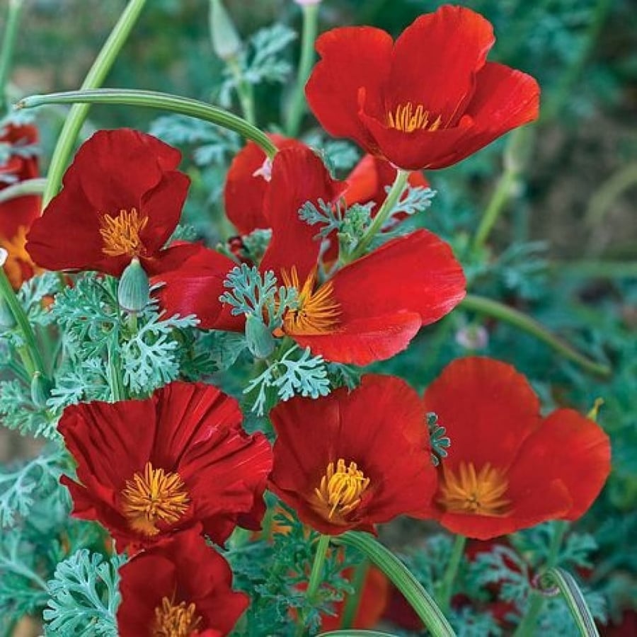 بذور زهور ديدحان كاليفورنيا الأحمر ( Eschscholzia californica )