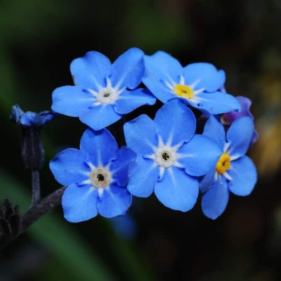 بذور زهرة اذن الفار ( Myosotis alpestris )