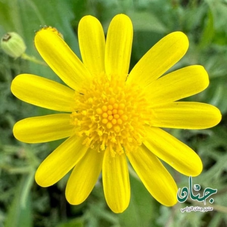 Senecio glaucus