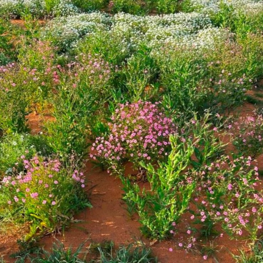 عشبة الدهدهان البرية