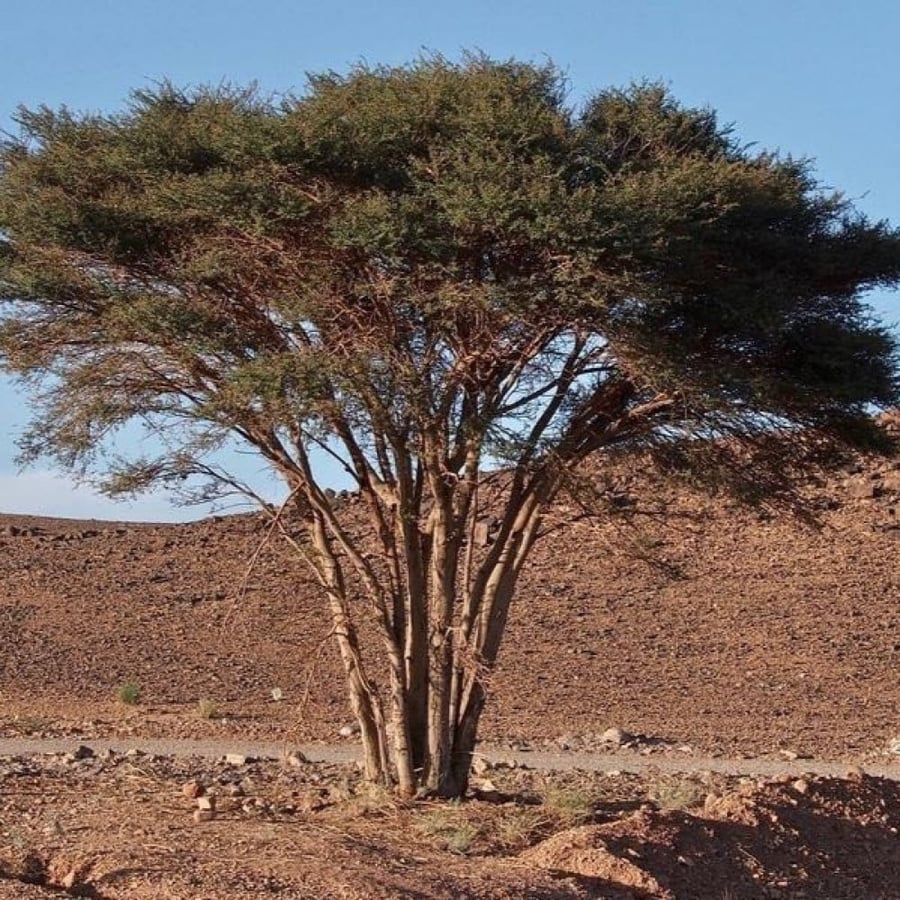 African Acacia seeds - Al-ashbahaan - Raddiana (Acacia raddiana)