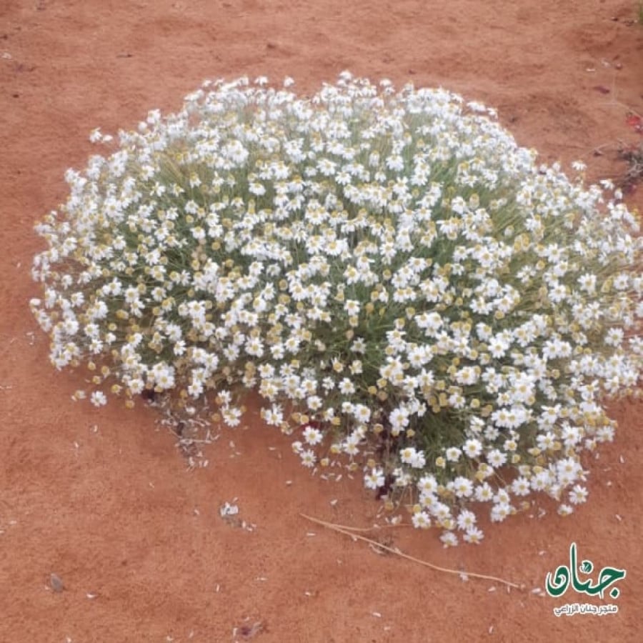طريقة زراعة القحويان الأقحوان البري