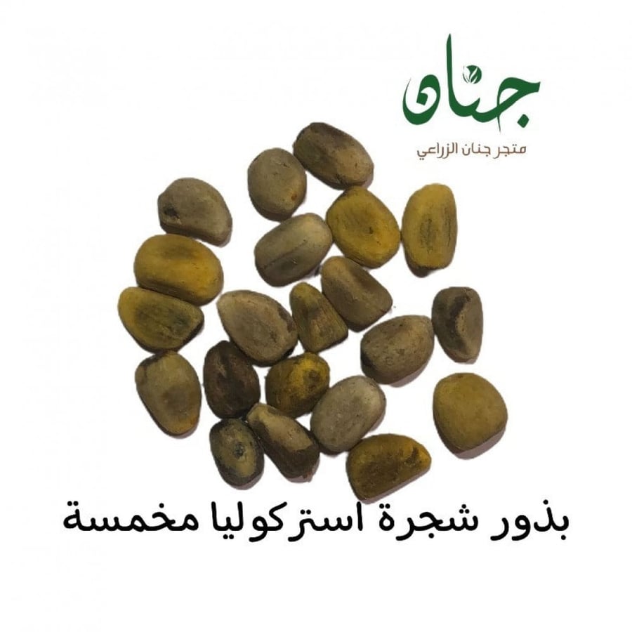 بذور استركوليا مخمسة ( Brachychiton populneus )