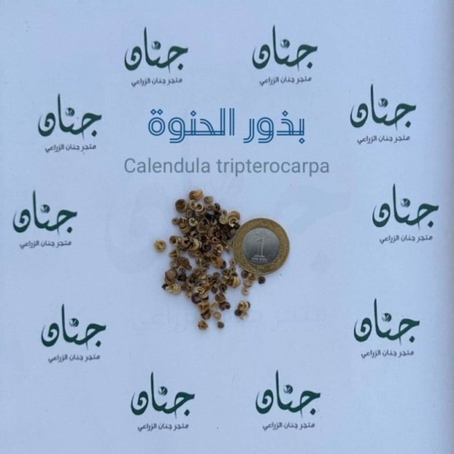 بذور عشبة الحنوة