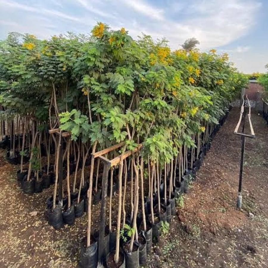  بذور كاسيا جلوكا ( Cassia glauca )